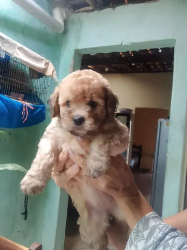 POODLE TOY PURO - FÊMEA
