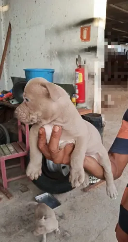 Filhote American bully pocket