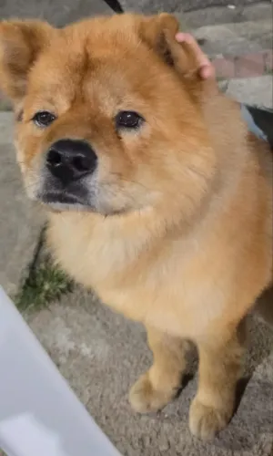 Chow Chow macho MUITO DOCIL Doação