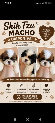 Machos de shihtizu disponível