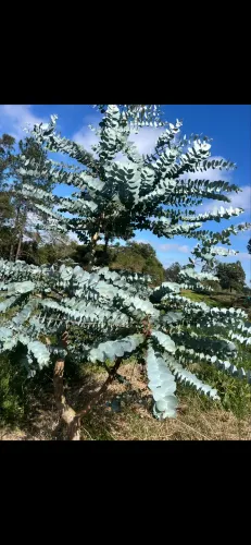 Eucalipto azul floricultura