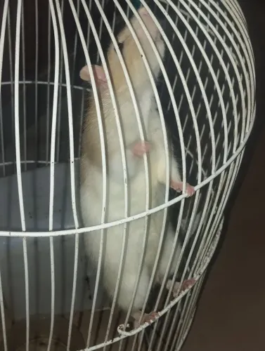 Doando ratinho 