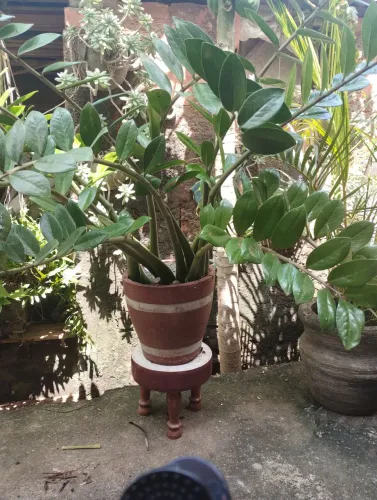 Zamioculca gigante no vaso