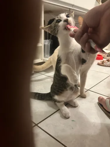 Gatinho filhote
