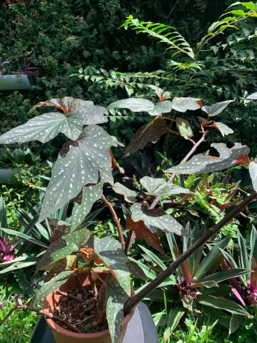 Planta