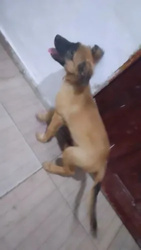Vendo cachorro 