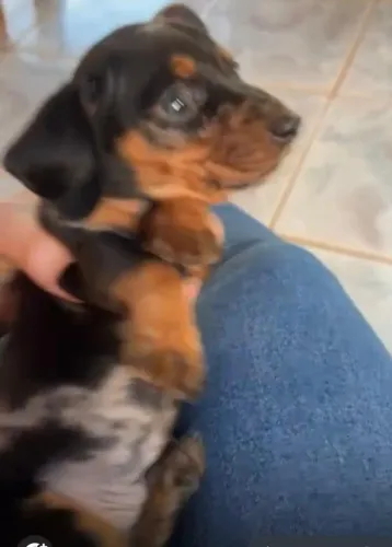 Basset teckel docil e companheiro