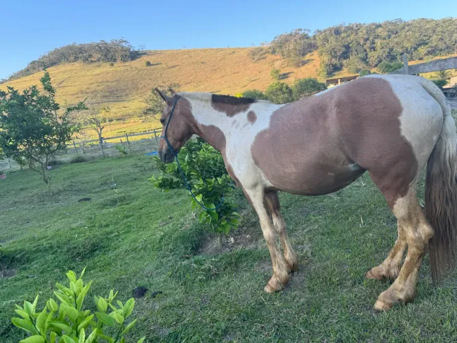 ÉGUA MANGALARGA Linda Pelagem Pampa
