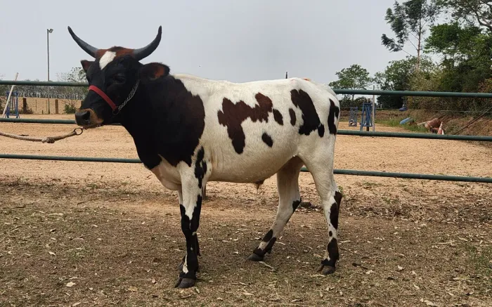 Bezerro Longhorn 