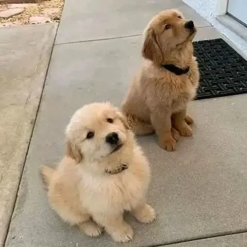 Filhotes de Golden Retriever | Um presente para sua casa!