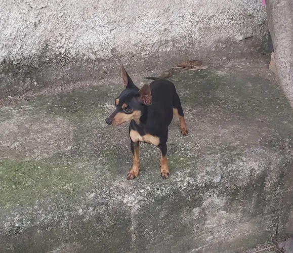 Cachorro Pinsher 01 Fêmea 