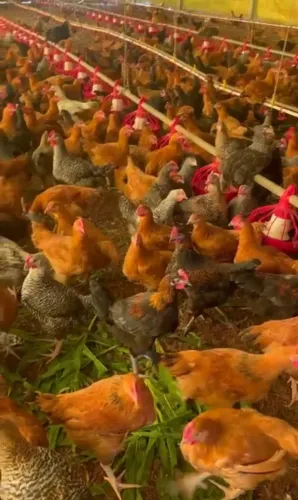 Aves de raças diversas