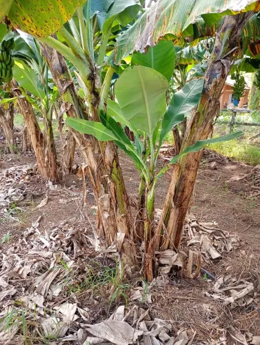 Muda de banana ?