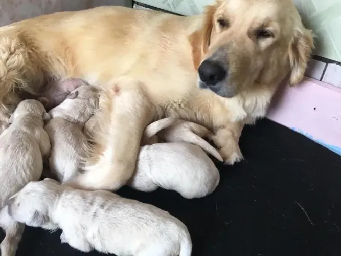 GOLDEN RETRIEVER 4 FÊMEAS DISPONÍVEIS COM VACINA PEDIGREE FILHOTES COM 49 DIAS