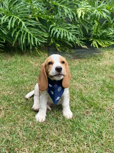 Filhotes de beagles