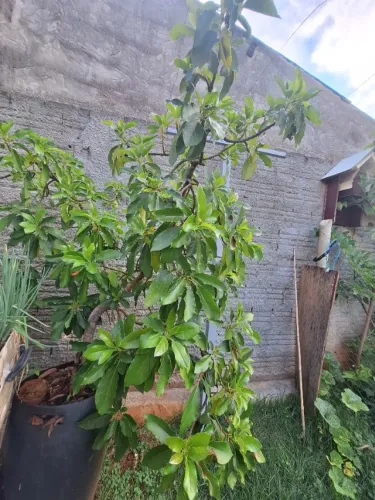 Muda de abacate Quintal enxertado 1,80 mts