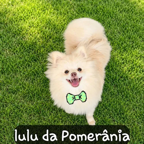 Lulu da Pomerânia