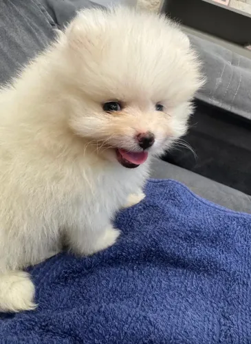 Spitz alemão filhote macho para doação, contato apenas por WhatsApp.