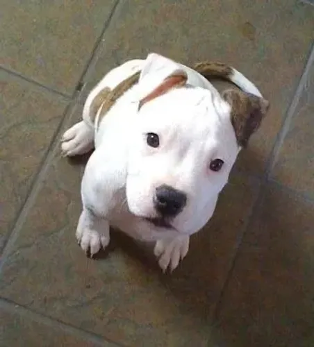 Filhotes De Pitbull - Carinho Que Faz Diferença 