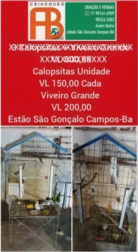 Viveiro Grande Disponível