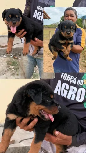 Cachorro rottweiler