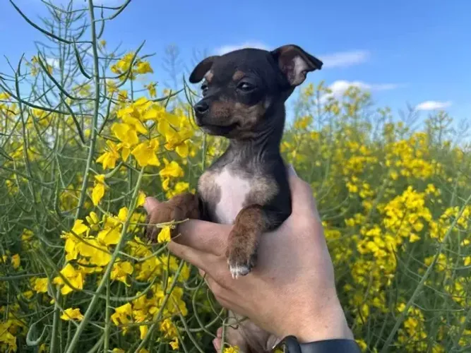 Filhotes de Pinscher/Pincher Companheiros Macho e Fêmea com Garantias