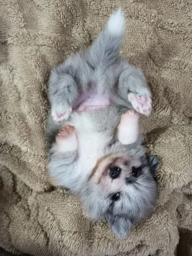 Spitz filhote macho merle