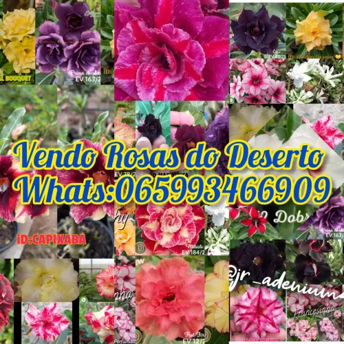 Rosas do Deserto 