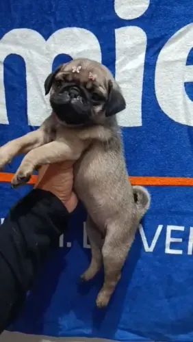 PUG DIA DOS NAMORADOS! PROMOÇÃO ?