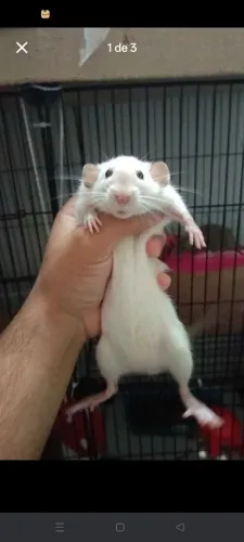 Rato twister