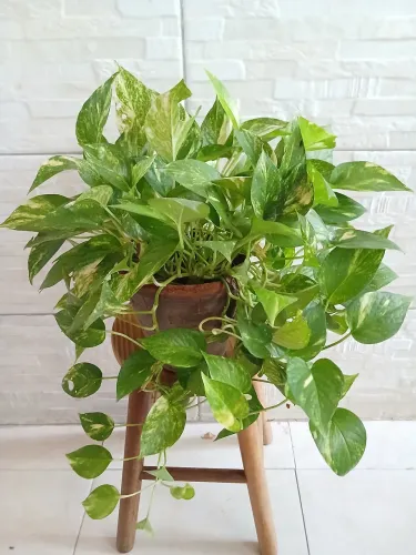 Planta Jiboia comum