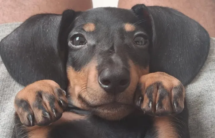 Filhotes Dachshund Mini