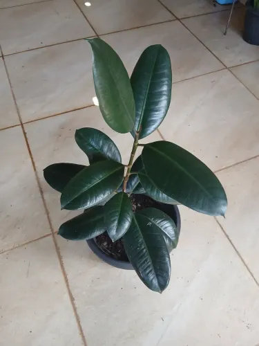 Ficus planta