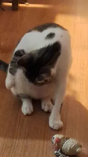 Doação de Gata