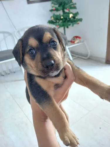 Filhote fêmea para adoção