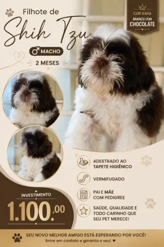 Filhote de Shih Tzu - Macho