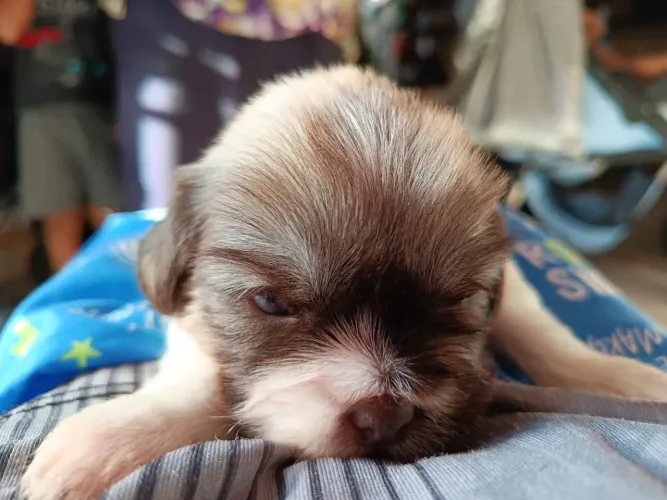 CACHORRO SHIH TZU