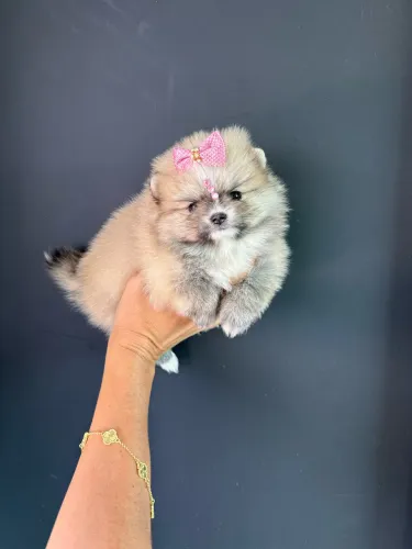 Lulu da Pomerania mini Fêmea Laranjnha disponível 