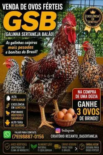 Ovos Ferteis de GSB (GALINHA SERTANEJA BALÃO)