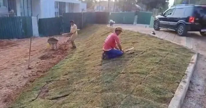 Grama Bermuda Ideal Para Jardins Modernos e Campos 