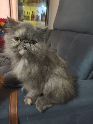 Gata persa 