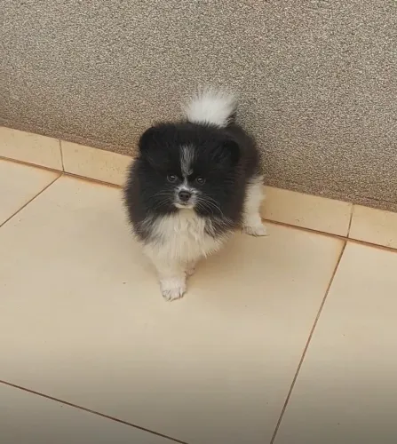 Spitz machinho 