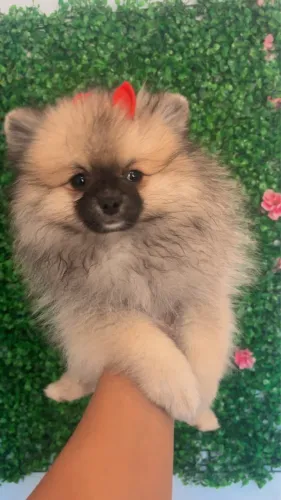 Lulu da pomerania anão fêmea