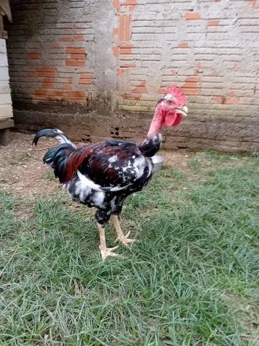Frango balão 