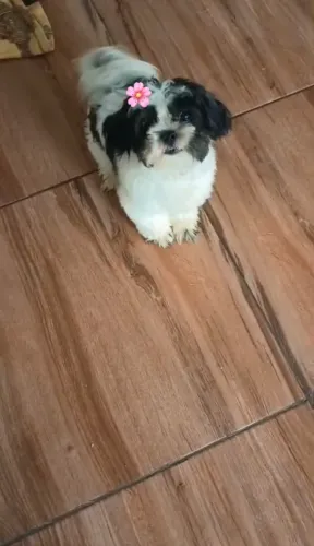 Fêmea shih tzu