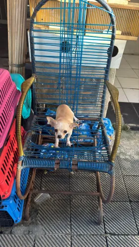 Lindo filhote de chihuahua pelo curto macho 