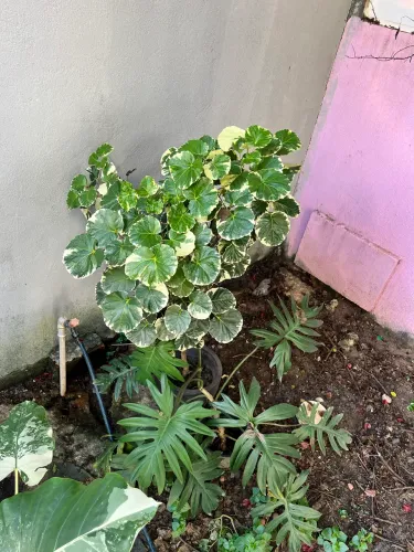 Plantas