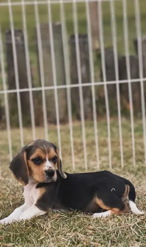 Filhote fêmea beagle - Canil 2s