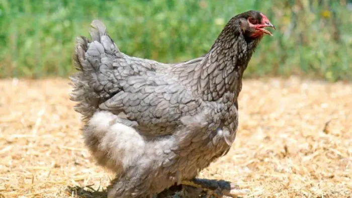 Brahma adultos