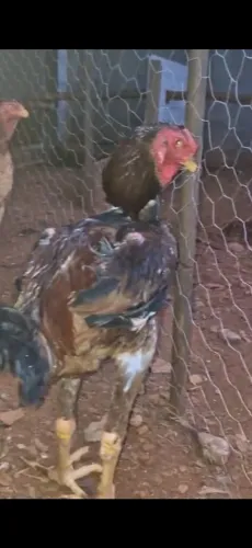 Indio gigante (pintinhos e frangos).